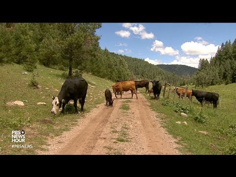 Who owns the water in New Mexico?
