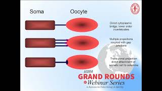 Grand Rounds- Development of Competence of the Oocyte-Follicular Unit