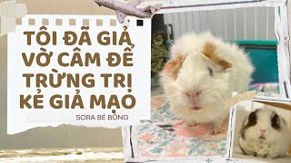 [Truyện Audio ] [FULL] TÔI ĐÃ GIẢ VỜ CÂM ĐỂ TRỪNG TRỊ KẺ GIẢ MẠO|| Sora Bé Bỏng