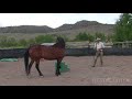 Using Science Based Horsemanship to have your horse 