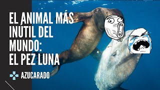 EL ANIMAL MÁS INÚTIL DEL MUNDO: EL PEZ LUNA