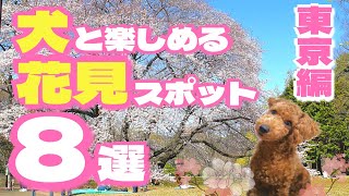 【犬 桜】『犬と楽しめるお花見スポット8選』（東京編）～【トイプードルのわらび】