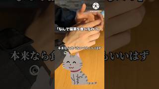 猫が猫草を食べる意外な理由#雑学 #豆知識 #猫 #shorts