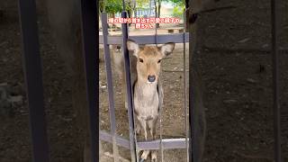 柵の間から首を出す可愛い親子鹿ちゃん🫎NARA  PARK