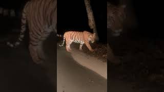 TIGER  WALKING IN RANIPUR TIGER RESERVE #TIGER #FOREST #WILDLIFE #explore #CHITRAKOOT #INDIA #mp