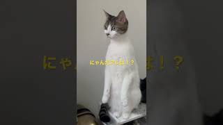 ニャルソックのお仕事中… #shorts #cat #猫