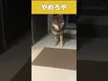 柴犬と赤ちゃんのハプニング