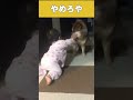 柴犬と赤ちゃんのハプニング