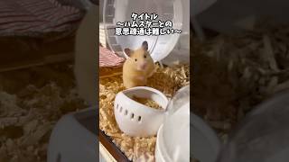 #hamsters #cute #キンクマハムスター #ハムスター日記 #ゴールデンハムスター #ハムスターのいる暮らし #かわいい #ハムスター #ハムスターのいる生活 #癒し