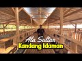 keliling Kandang kambing idaman pensiun menikmati hidup ala sultan