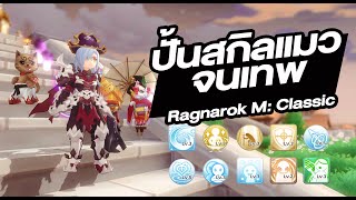 ปั้นสกิลแมว ให้เทพ สายโซโล่ ถูกใจ!! - Ragnarok M: Classic