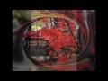 平林寺の紅葉　2011wlmp