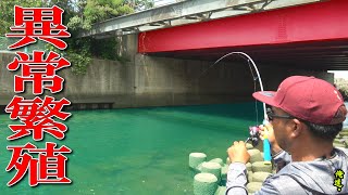 温泉に囲まれた水路で外来魚が増えすぎて異常事態！