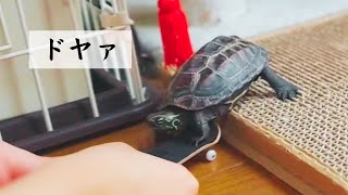 スケボー亀が乗るところを見せてくれました【A skateboard turtle was shown riding.】