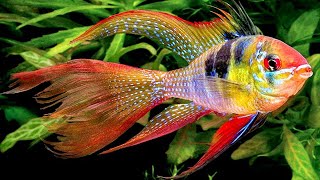 7 types of the most beautiful freshwater ornamental fish that can be kept in an aquarium