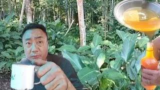 harvesting paradise plant leaves and smallest honey bees in my farm.