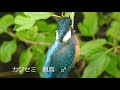 0606【カルガモ親子の雛鳥】カラス接近。捕食するシジュウカラやセキレイ。ミノムシが食べられる。志村どうぶつ園出演！寺家ふるさと村のホタルも 身近な生き物語 カルガモ親子 ホタル