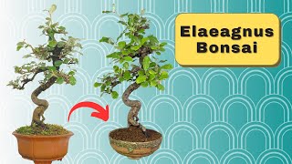 Elaeagnus Bonsai Tutorial: Repotting and Pruning Tips | 如何種植銀梧