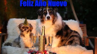 Feliz Año Nuevo 2021 Adiós 2020 || Felices Fiestas || Happy New Year Everybody