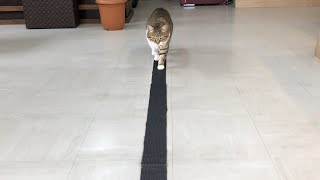 【だんだん狭くなるドッキリ】猫の大好きなマットが...