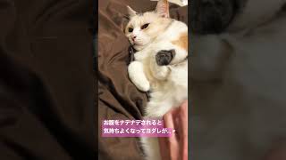 お腹をナデナデされると気持ちよくてヨダレが止まらなくなる猫