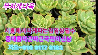 #시흥무지개다육신상입고싸게파는곳2천원부터#파라다프린스#펫츠핑크#마디바#미니황비황#무지개염좌 다양해요만나자구요