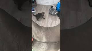 ШОК у кота продолжение 😂 #best #кот #funny #funnyvideo #котики #шок