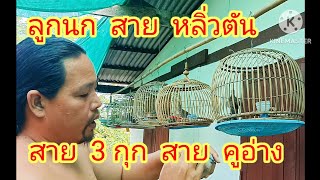 ลูกนก สายหลิ่วตัน 062 483 2530 @พี่อ้วนนกเขาใหญ่ #นกเขาใหญ่ต่อเพนียด #นกเขาใหญ่ #ต่อนกเขาใหญ่ #