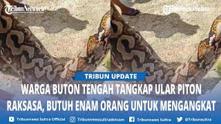 Detik detik Warga Tangkap Ular Piton di Wakambangura II Mawasangka Buton Tengah, Digotong 6 Orang