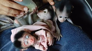 it was heart-wrenching to see the newborn monkey's condition