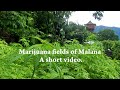 Legendary marijuana fields of Malana, Parvati valley. #marijuana #hashish #entertainmentvideo