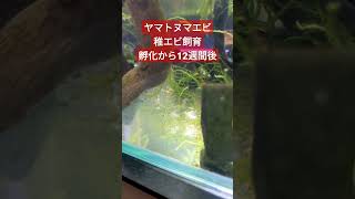 ヤマトヌマエビの孵化から稚エビ飼育12週間が経過しました(最終回) #ヤマトヌマエビ #aquarium #shorts