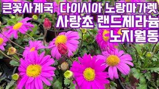 노지월동 다이시아 사계국 랜드제라늄 환타지아 긴기아