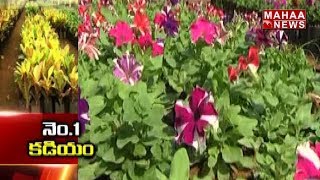 Kadiyam Nursery Tops in India | Special Report on Kadiyapulanka Nursery | Mahaa News