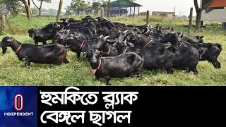 অন্য জাতের সংকরায়নে ঝুঁকির মুখে ব্ল্যাক বেঙ্গল ছাগল ।। Black Bengal goat