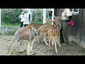 【ちょっとくださいな】鹿のご飯も食べたいカンガルー。 kangaroo wants to eat deer food 神戸どうぶつ王国