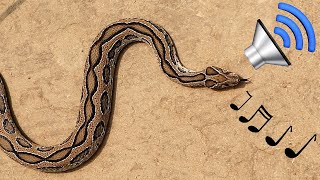 Russell's Viper Deadliest Snake Sound || চন্দ্রবোড়া সাপের ভয়ংকর আওয়াজ