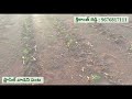 ప్లాసిల్ సిలికాన్ తో బ్రహ్మాండమైన తేడా plasil siliconfertilizer