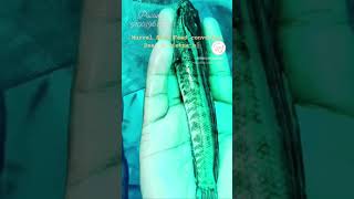 {Korameenu} Desi Murrel Seed#youtubeshorts #shorts #fish #fishing #koramenu #murrel #shortvideo