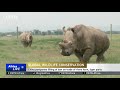 China postpones lifting ban on rhino horns