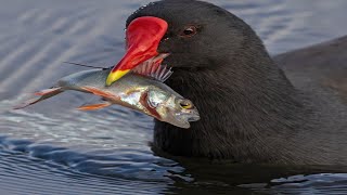 Common Moorhen eat fish ||  Waterbird moorhen catching fish and tossing||