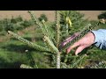 Breeding Christmas Trees