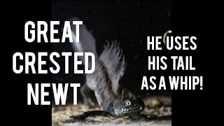 Great Crested Newt Tail Whips