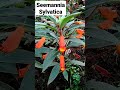 Bunga Terompet Merah - Seemannia Sylvatica #shorts #bunga #plants #flowers #planting #tanamanhias