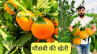 मौसंबी की खेती और किस्मों का चयन ! Best Mosambi variety in India