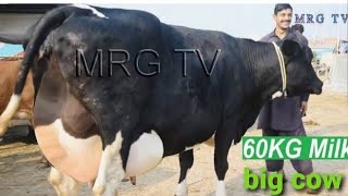 World Record Highest Milking GIROLANDO Cow 127 KG | Guinness World Record | Full Detailed Video.