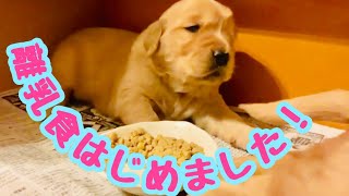 ゴールデンレトリバー子犬 初めての離乳食