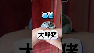 你见过蓝色的蛙蛙吗？ #爬宠 #reptiles #frog #treefrog #树蛙 #角蛙 #青蛙