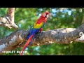 most beautiful tropical birds amazing birds chirp stress relief relaxing healing nature sounds