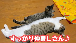 ひとりぼっちだった二匹の子猫はすっかり仲良しな家族になりました！